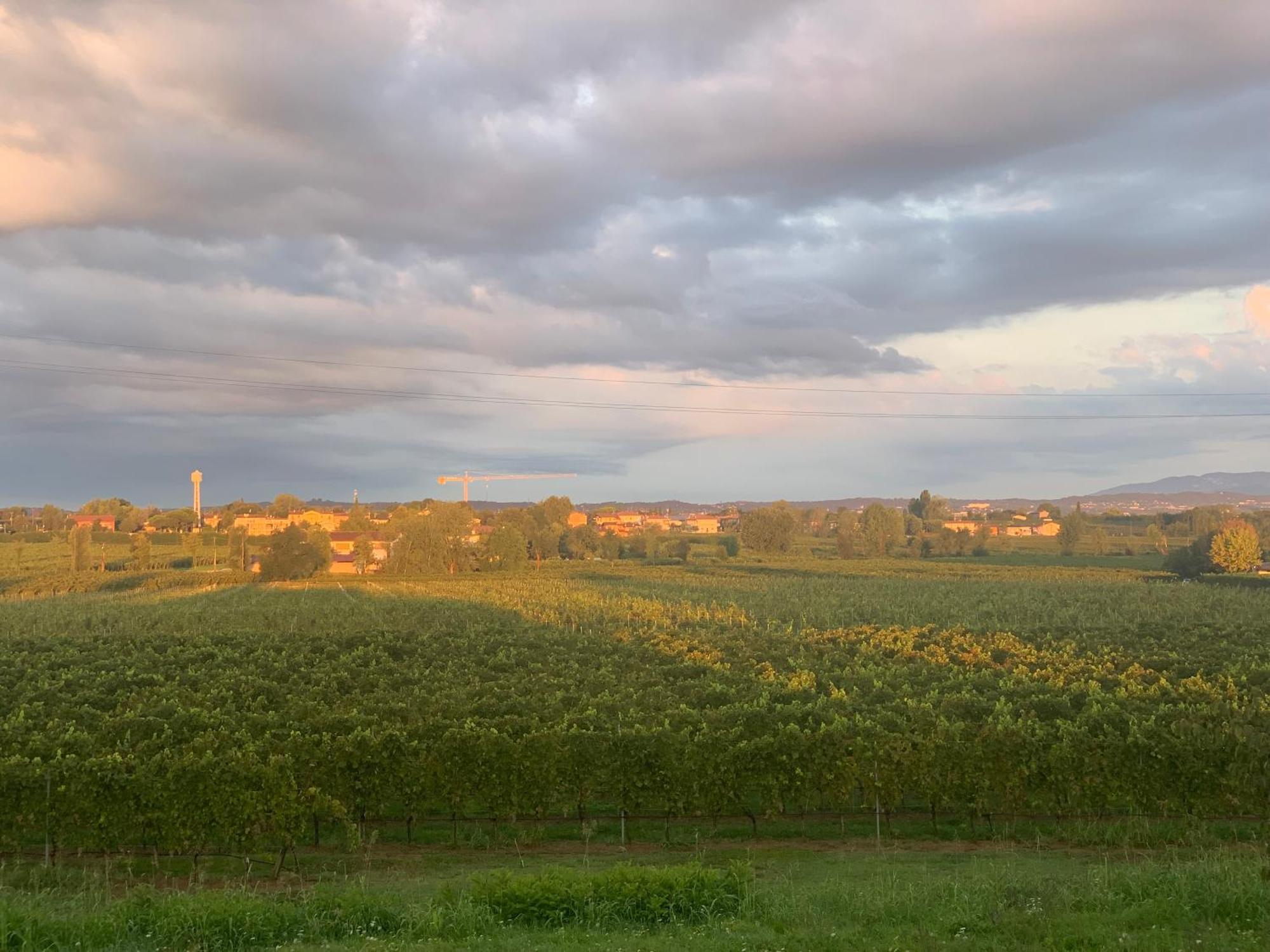 Volponi Peschiera del Garda